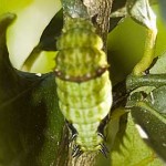 Citrus Swallowtail Caterpillar, 31st May, 2011