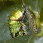 Citrus Swallowtail Caterpillar, 31st May, 2011