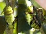Citrus Swallowtail Caterpillar, 1st June, 2011