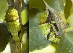 Citrus Swallowtail Caterpillar, 2nd June, 2011