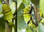 Citrus Swallowtail Caterpillar, 3rd June, 2011