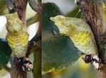 Citrus Swallowtail Chrysalis, 4th June, 2011