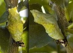 Citrus Swallowtail Chrysalis, 5th June, 2011