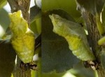 Citrus Swallowtail Chrysalis, 8th June, 2011