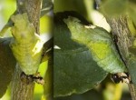 Citrus Swallowtail Chrysalis, 11th June, 2011