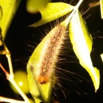 Half grown Cedar Moth caterpillar.