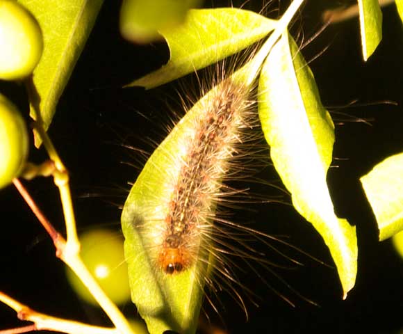 White Cedar Moth  KathyW's WebSite