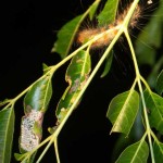 Adult caterpillars and egg clusters on a lower leaf.