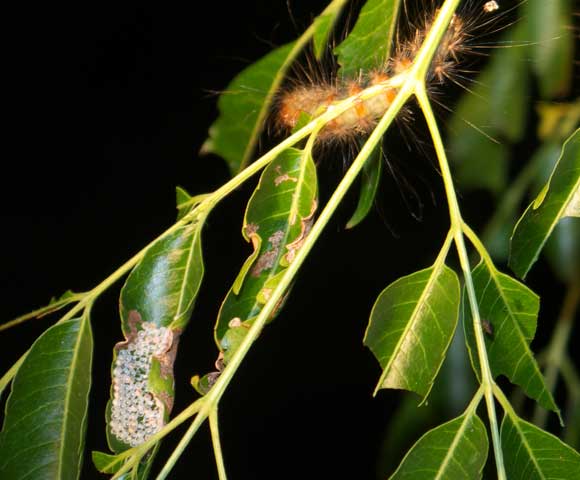 White Cedar Moth  KathyW's WebSite