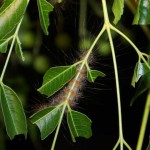 Cedar Moth caterpiilar hugs the underside of the leaves.