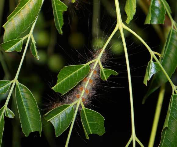 http://www.kathyw.org/wp-content/uploads/2011/06/P1000627-Cedar-Moth-a.jpg