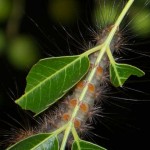 Close up of the Cedar Moth caterpillar's grip.