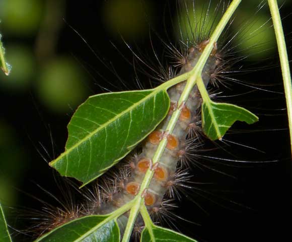 http://www.kathyw.org/wp-content/uploads/2011/06/P1000627-Cedar-Moth-b.jpg