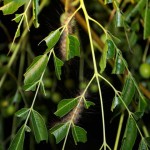 Cedar Moth caterpillars decimating the White Cedar leaves.