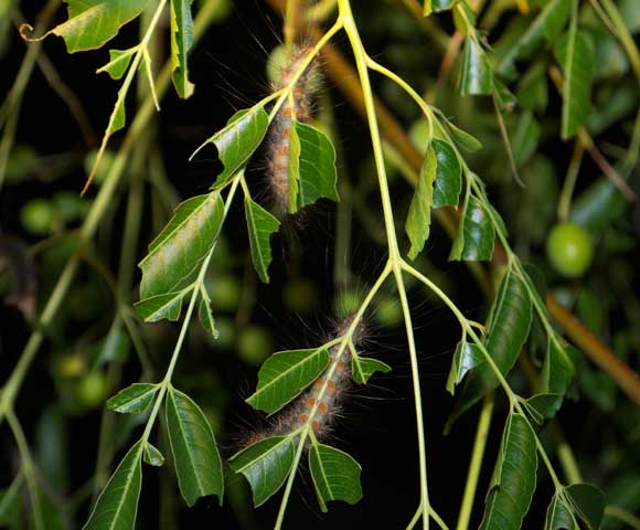 White Cedar Moth caterpillars on the bark of the White Cedar - Stock Image