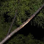 Caterpillars streaming up the branches.