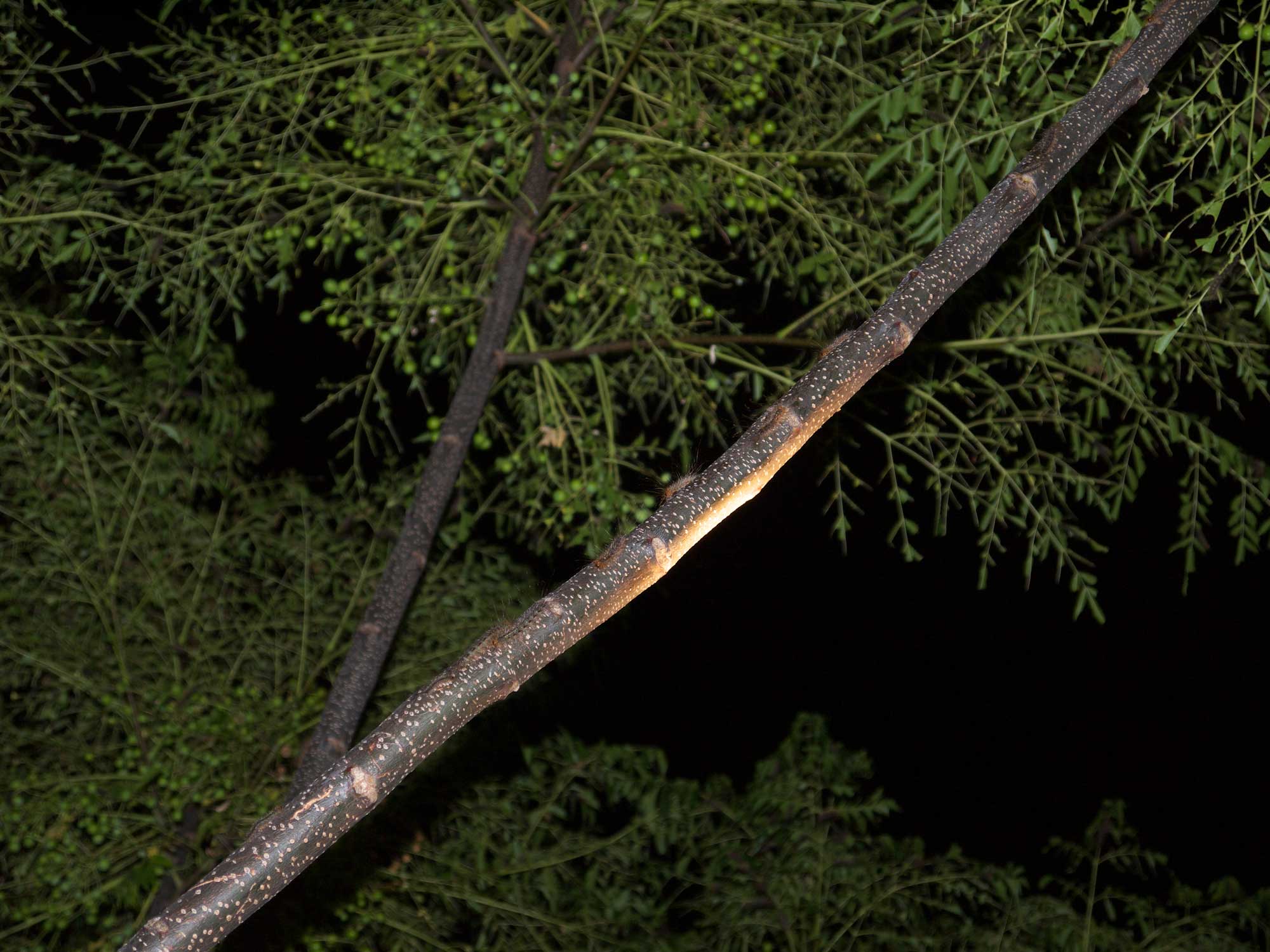 White Cedar Moth caterpillar - Leptocneria reducta