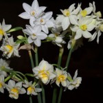 Jonquils starting to flower, 29th June, 2011.