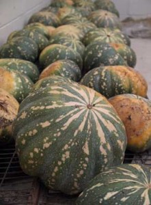 Jap pumpkins, 29th June, 2011. Jap pumpkins, 29th June, 2011.