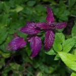 Purple spearmint, June 29th, 2011.