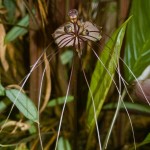 Black Bat Plant Black Bat Plant