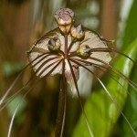 Bat Plant flower