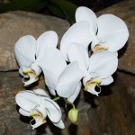 Phalaenopsis orchid