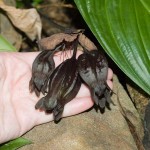 Bat Plant Seedpods