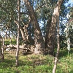 Eucalyptus goniocalyx