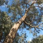 Eucalyptus goniocalyx