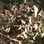 Storm felled eucalyptus goniocalyx