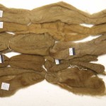 Wool roving, copper mordant. Wool roving, copper mordant.
