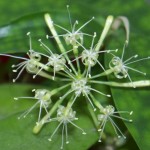 dracaena surculosa punctulata "Sierra Leone"