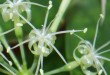 Flower detail