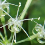 Flower detail