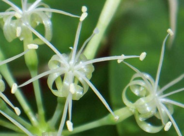 Flower detail