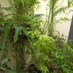 Tropical atrium in a temperate climate Tropical atrium in a temperate climate