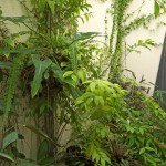 Tropical atrium in a temperate climate