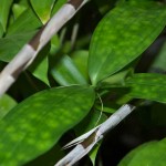The subtle leaf mottling of dracaena surculosa punctulata "Sierra Leone" The subtle leaf mottling of dracaena surculosa punctulata "Sierra Leone"