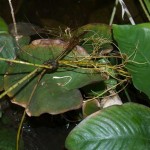Dracaena cane striking roots Dracaena cane striking roots
