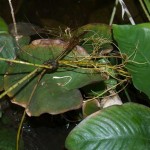 Dracaena cane striking roots