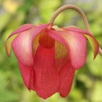 Sarracenia leucophylla hybrid in flower