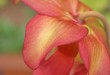 Sarracenia leucophylla hybrid in flower