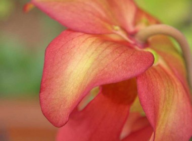Sarracenia leucophylla hybrid in flower