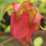 Sarracenia leucophylla hybrid in flower