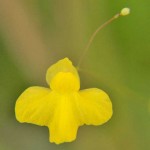 Utricularia subulata flower - bladderwort Utricularia subulata flower - bladderwort