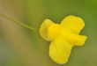Utricularia subulata - bladderwort