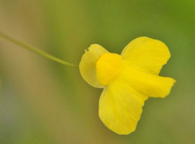Utricularia subulata - bladderwort