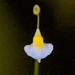 Utricularia bisquamata flower - bladderwort