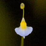 Utricularia bisquamata flower - bladderwort Utricularia bisquamata flower - bladderwort